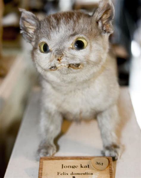 42 Funny Taxidermy Fails Just Waiting To Creep Into Your Nightmares