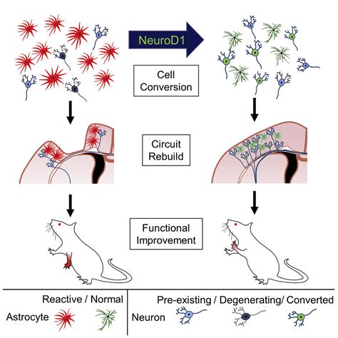 A Neurod1 Aav Based Gene Therapy For Functional Brain Repair After