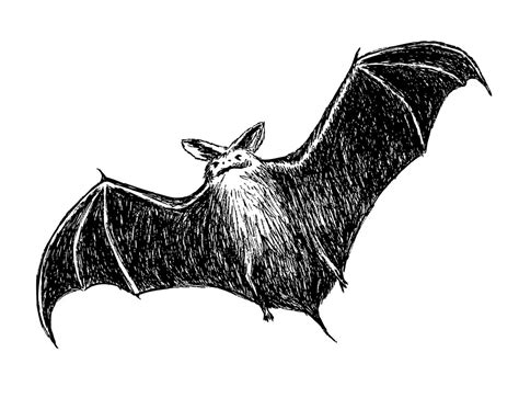 Bat Clipart Clipartlib