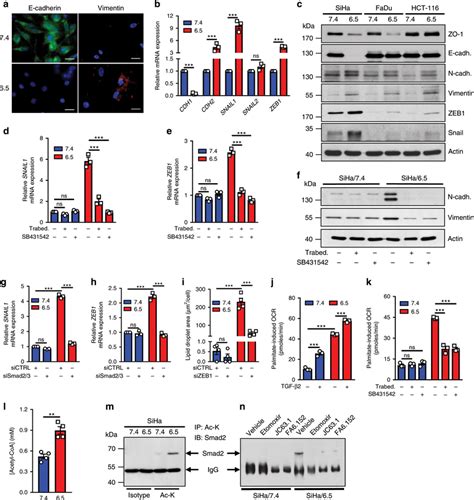 Emt In Acidosis Adapted Cancer Cells Is Driven By Tgf A