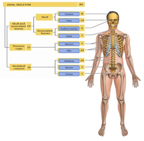 A P Lab 6 Homework Flashcards Quizlet