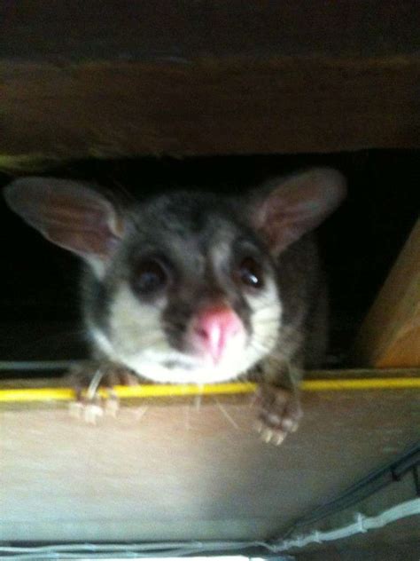 Brisbane Possum Removal And Proofing | Mr Possum