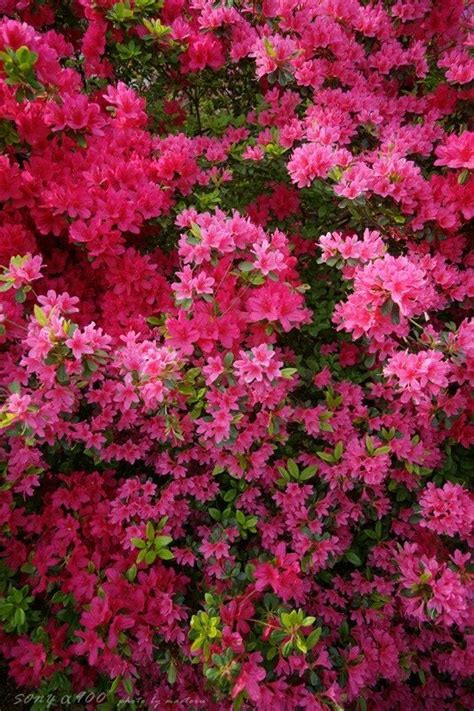 Цветы Японии / Flowers of Japan. Обсуждение на LiveInternet ...