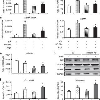 Overexpression Of Mir B Prevents Angiotensin Ii Angii Induced