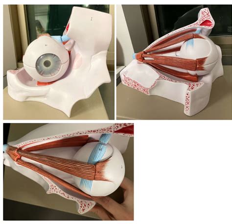 Biol 251 lab practical 2 model eye Diagram | Quizlet 
