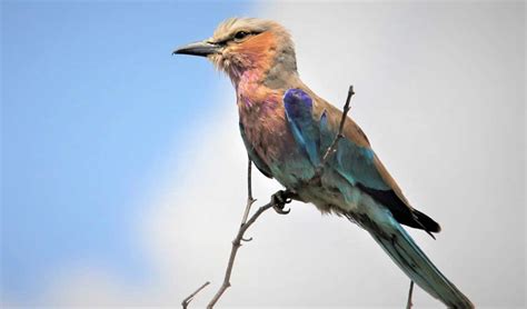 Akanyaru Wetlands Rwandas Bird Watching Gem Bird Watching