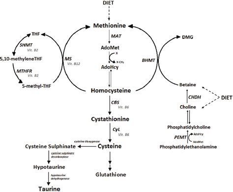 Metabolism Of Sulfur Amino Acids Mat Methionine Adenosyltransferase