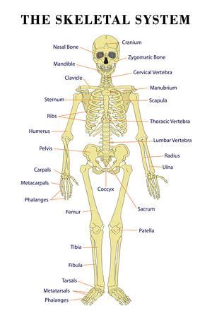 'The Skeletal System Anatomical Chart Scientific' Prints | AllPosters.com 