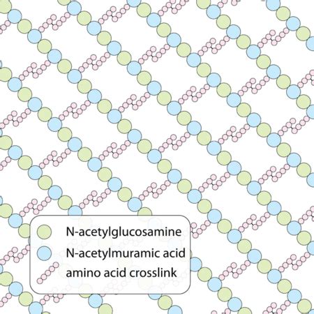 Peptidoglycan Overview, Function & Structure - Video & Lesson Transcript | Study.com