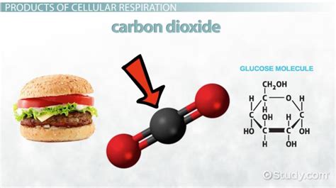 Cellular Respiration | Definition, Process & Products - Lesson | Study.com