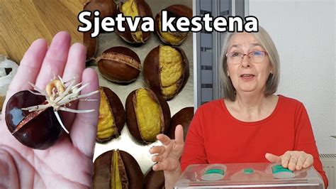 Sjetva Kestena Youtube