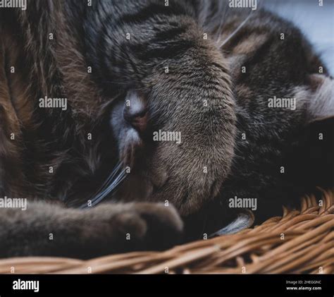 Cat covers face with his paw when he is sleeping Stock Photo - Alamy