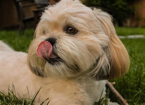 Lhasa Apso (12 Facts About The Oldest Breed In Existence) | All Things Dogs