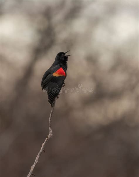 Red Winged Blackbird Agelaius Phoeniceus On A Branch Stock Photo