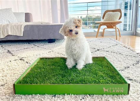 8 Best Indoor Dog Potty Brands for Hassle-Free Housebreaking