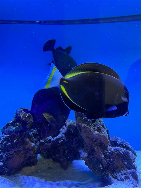 Whitecheek Tang Gold Rimmed Surgeonfish Ml Ocean To You Aquariums