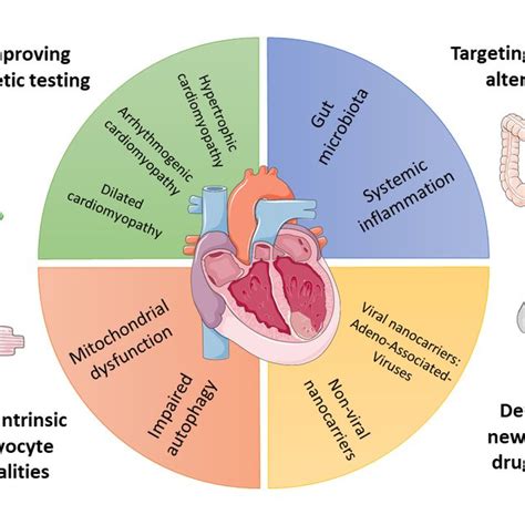 Areas Of Basic Science Research Into Heart Failure Covered By This