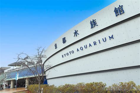 【京都水族館完整指南】從京都站步行即可前往，能欣賞豐富自然景觀的樂園 | GOOD LUCK TRIP