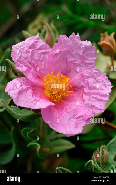 White Leaved Rockrose Cistus Albidus Flower Spain Stock Photo Alamy