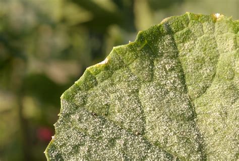 Powdery Mildew On Leaf Close Up Stock Photo - Download Image Now