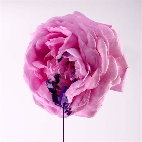 Vagina Fotos de stock Fotos libres de regalías de Dreamstime