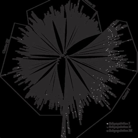 A Neighbor Joining Tree Of Black Gram Accessions Based On Nei S