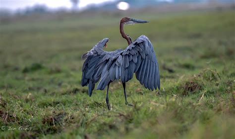 Birds of the Okavango Delta Botswana :: Behance