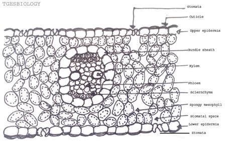 Cross Section Of Monocot Leaf Labeled