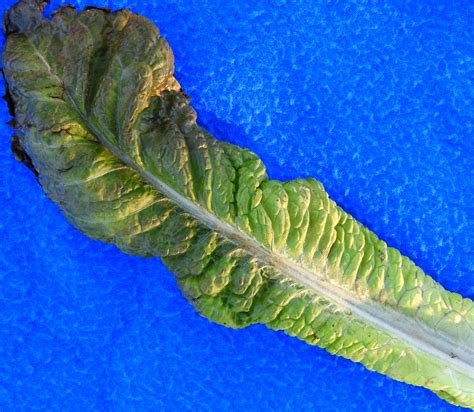 Downy mildew on lettuce | Vegetable Pathology – Long Island ...