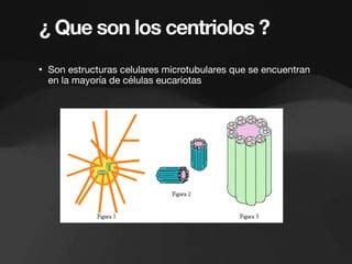 Presentaci N De Los Centriolos En Pdf Ppt