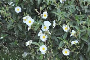 Cistus laurifolius Lorbeerblättrige Zistrose RICOTER Erdaufbereitung AG