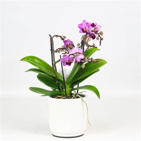Орхидея Фаленопсис купить в Москве