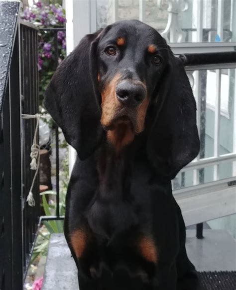 Pin By Becky Krichevsky On Black And Tan Coonhounds Black And Tan