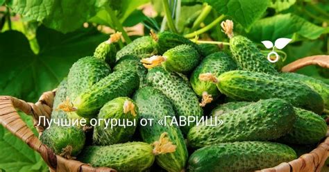 Лучшие огурцы от «ГАВРИШ»