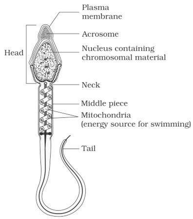 Draw the structure of sperm cell. toppr.com