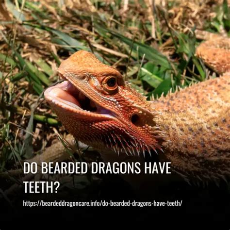 Do Bearded Dragons Have Teeth?