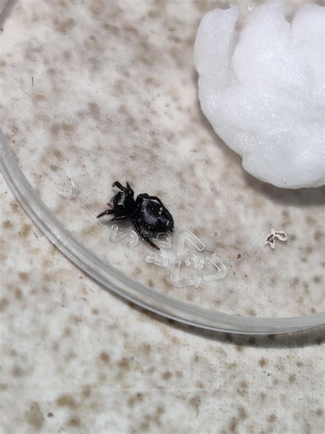 My jumping spider died : r/jumpingspiders