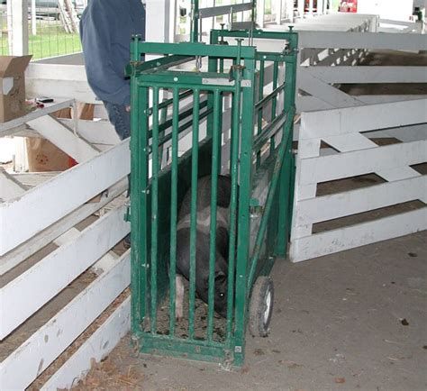 Livestock Scales For Pigs Sheep And Goats Osborne Livestock