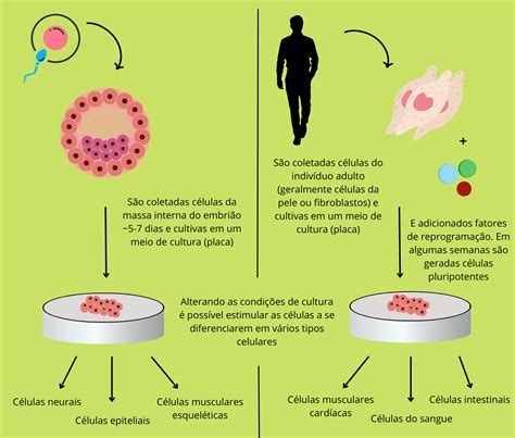 Células Tronco Atlas Interativo De Biologia Celular