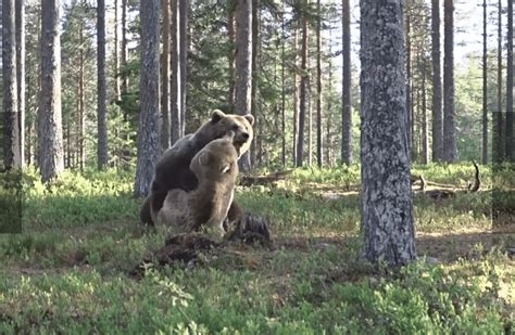 Mira Esta Tierna Pelea De Osos Que Se Hizo Viral En Todo El Mundo [video]