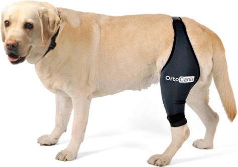 Amazon.com : Ortocanis - Knee Brace for Dogs with Cruciate Ligament ...