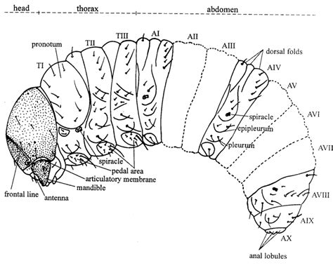 Larva Anatomy