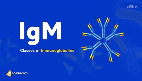 Classes of Immunoglobulins - Immunoglobulin M (IgM)