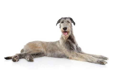 Coat Care for an Irish Wolfhound | Dog Grooming Tutorial