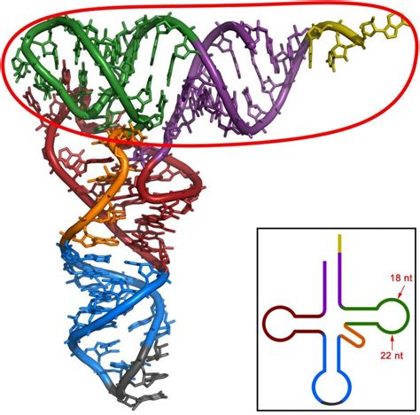 Newly Identified Small Rna Fragments Defend The Genome When Its Naked