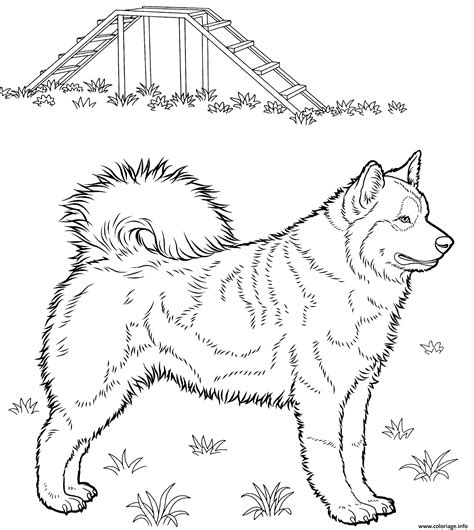 Coloriage Chien Husky Realiste Dessin Chien Imprimer