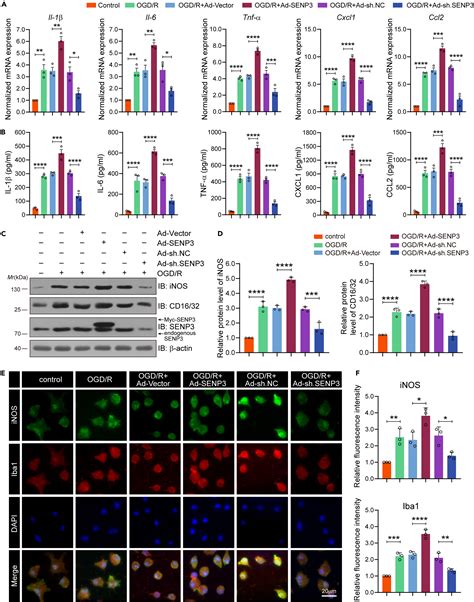 Senp Mediated Desumoylation Of C Jun Facilitates Microglia Induced