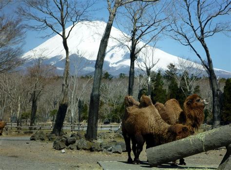 worldstallestpygmy: Fuji Safari park