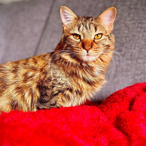 Savannah Maine Coon Mix Talk About A Majestic Cat