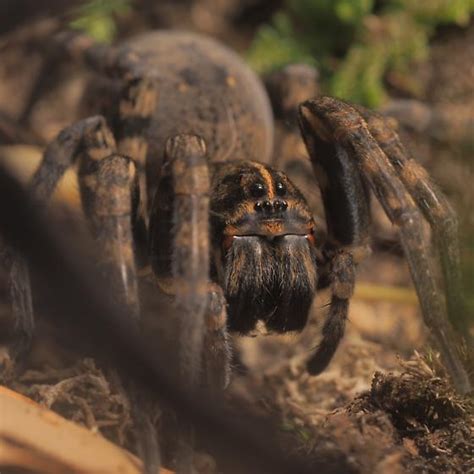 Tigrosa Grandis Tigrosa Aspersa Bugguidenet